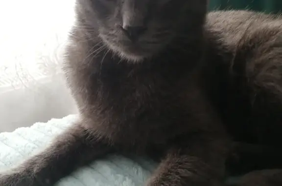 Пропал темно серый кот в Пионерском 3, Монетное