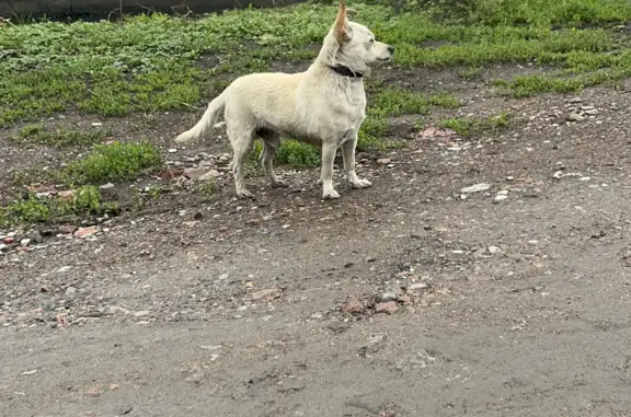 Найдена собака Белово! Ищет дом на Паровозной 1
