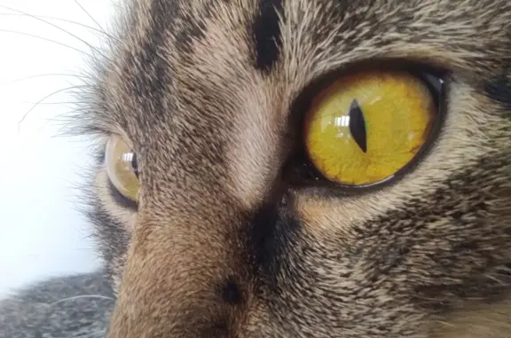 Кошки потеряшки, Москва, фото: Потеряшка кошка Кот Дыня, ул. Симоновский Вал, 18А, Москва