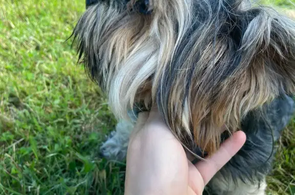 Найдена собака девочка-йорк в Приозерском районе