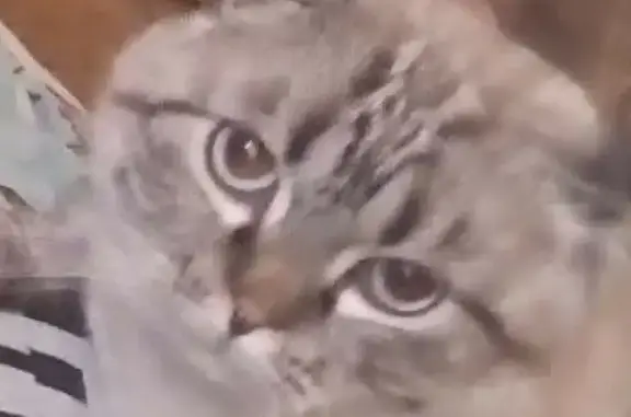 Объявления о пропавших и найденных животных, Борисоглебск, фото: Пропала кошка Воронежская обл., Борисоглебск