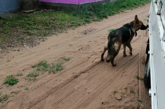 Собака-овчарка найдена в районе Забайкальского края