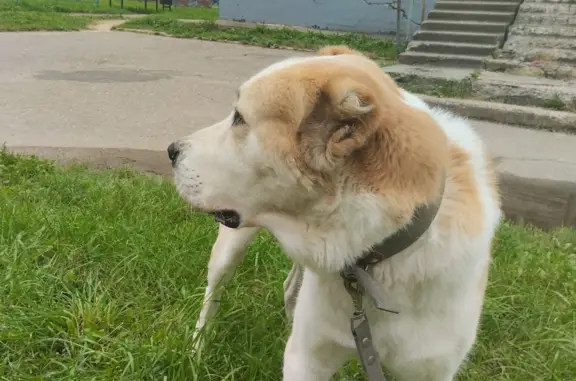 Собака Мальчик найдена в Десногорске