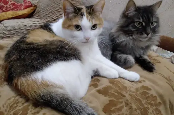 Кошки потеряшки, Москва, фото: Потеряшка кошка Мася, ул. Константина Царёва 6, Москва