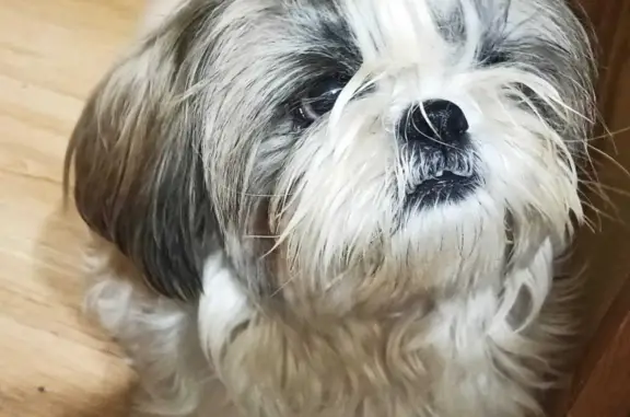 Пропала собака породы щитцу в Московской области