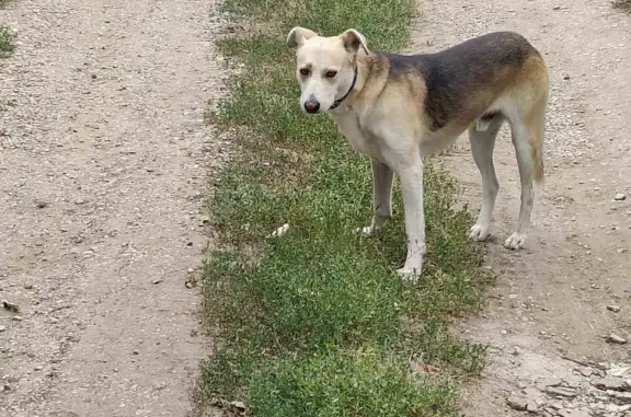 Собака Пёс найдена на даче в СНТ Березовая грива, Самара