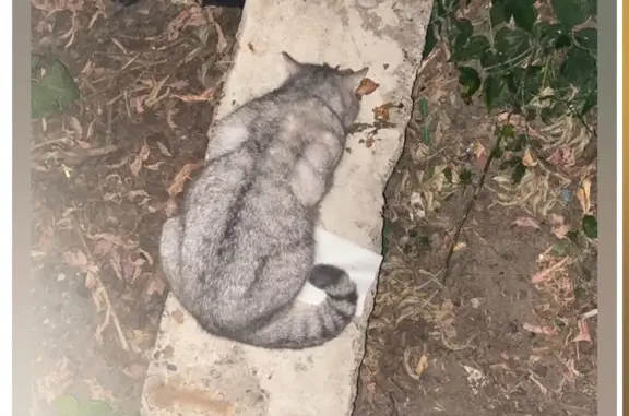 Найдена британская кошка на Проспекте Победы, Казань