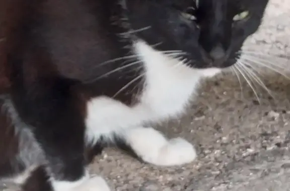 Найден котик в Калининце