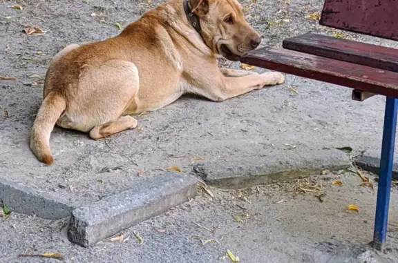 Найдена собака: рыжий пес, порода шарпей, ул. Идарова, 174, Нальчик