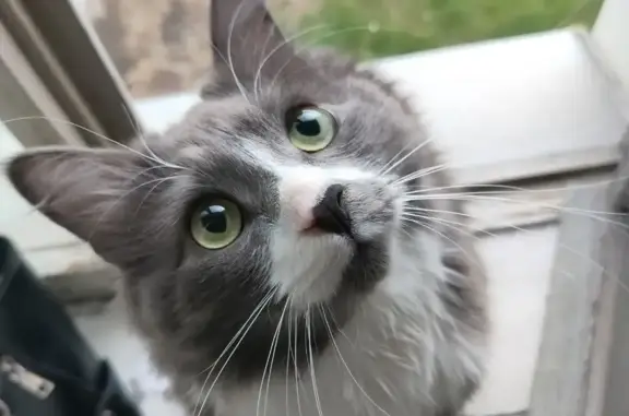 Кошки потеряшки, Санкт-Петербург, фото: Потеряшка кошка на 12-й Красноармейской ул., 14-16, СПб