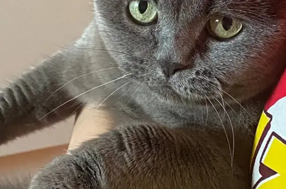 Потерянные животные Санкт-Петербург, фото: Пропала кошка, помогите найти! пр. Космонавтов, 65 к4, СПб