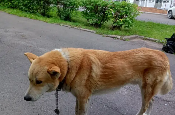 Собака Рыжий пёс потерялся на ул. Свердлова, 7