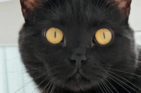 Пропала кошка: черная с желтыми глазами, Карасьевская ул., 20