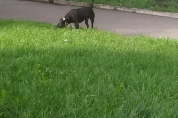 Собака Пол, проспект Ленина, 116, Кемерово