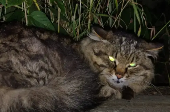 Найден кот ранен на ул. Театральной, Иркутск