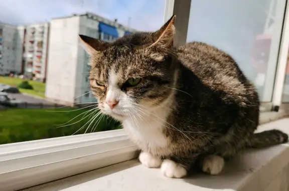 Кошка с трехцветной шеей найдена в Прокопьевске
