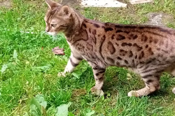 Кошки потеряшки, Лоузно, фото: Потеряшка кошка Алиса, ул. Лоузно, 11, Лоузно