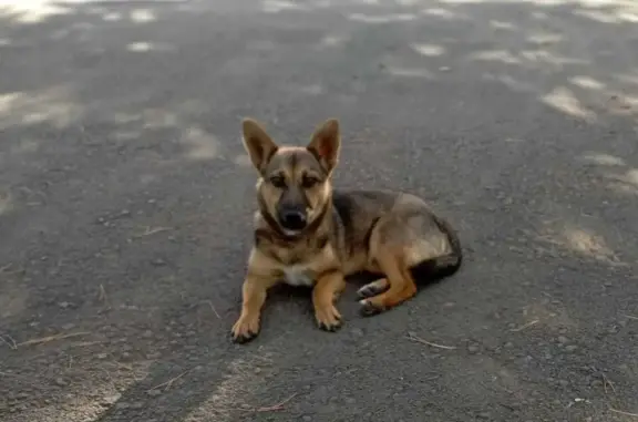 Найдена собака: ул. Ленина, 27, Сорочинск