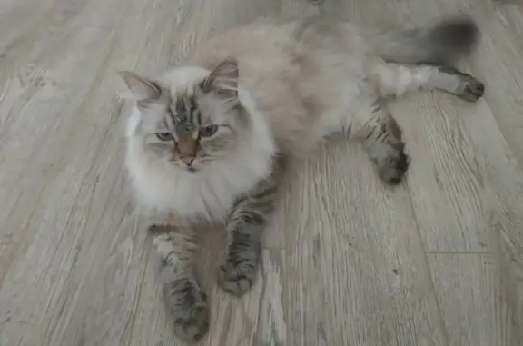 Потерянные животные Новосибирск, фото: Пропала кошка: ул. Гэсстроевская, 16, Новосибирск