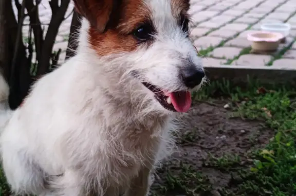 Собака найдена возле Гранд Шале, ул. Солнечная, 82, Абакан