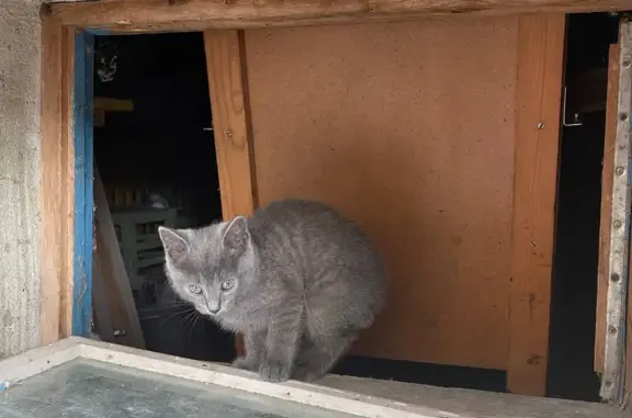Найден серый котенок на улице Маршала Еременко, 60, Смоленск