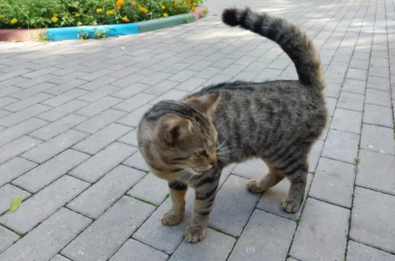 Найдена кошка в Москве, нужен дом