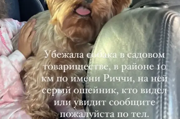 Пропала собака Риччи, около ЖД, 10км от Каменск-Уральского