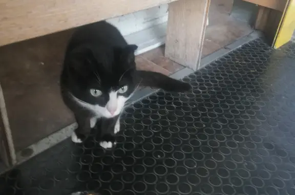 Ласковая кошка на ул. Тихомирова, 19, Москва