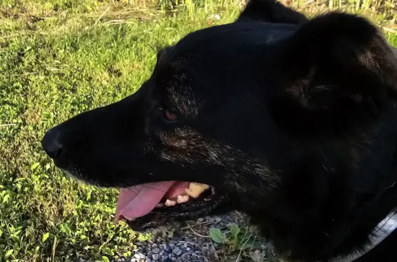 Найдена собака в лесу между Сабурово и Отрадное, Красногорский район