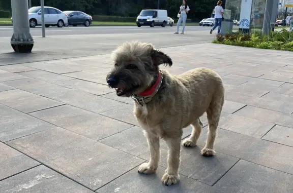 Собака ищет хозяина: Митинская улица, 14, Москва