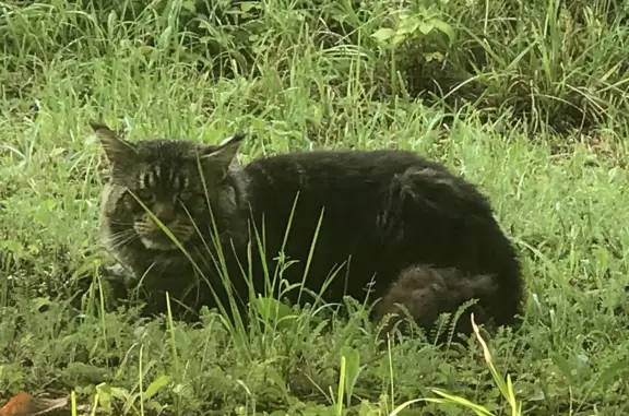 Потерян пугливый кот в Ворыпаево, Московская область