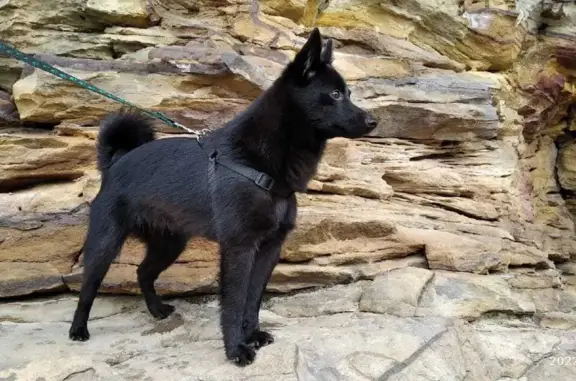 Пропала собака Черная шипперке в Екатеринбурге