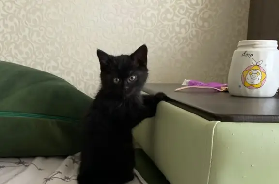 Найден черный котенок под капотом в Вельске