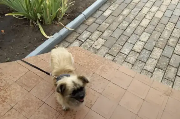 Собака Пекинес найдена на Южной улице, 2