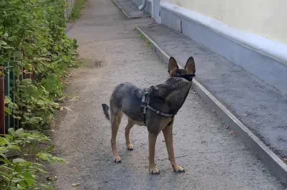 Найдена собака в Екатеринбурге, Проспект Орджоникидзе 22