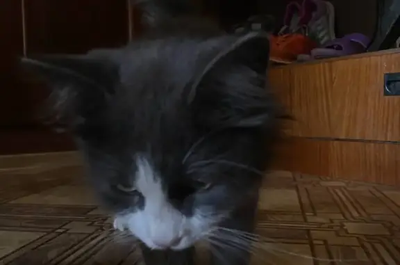 Найдена пушистая кошка, ул. Зубковой, 25б, Рязань