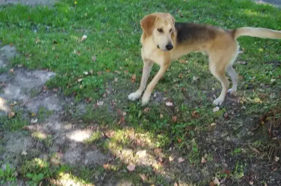 Собака-русская гончая найдена в Платицино 1-е