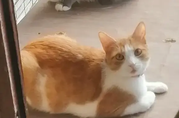 Кошки потеряшки, Санкт-Петербург, фото: Потеряшка кошка Девочка на ул. Подвойского, СПб