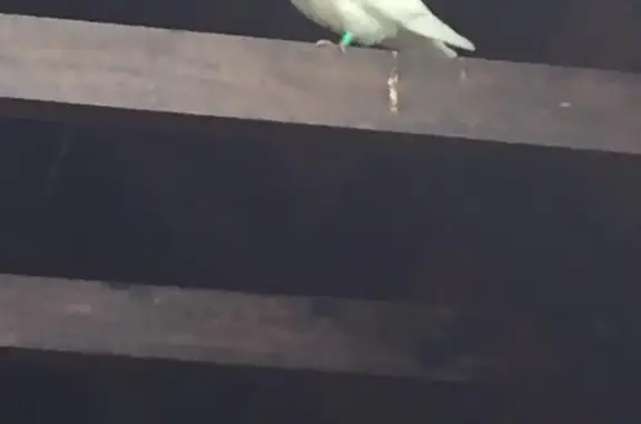 Найдена птица Зелёное кольцо в Лызлово