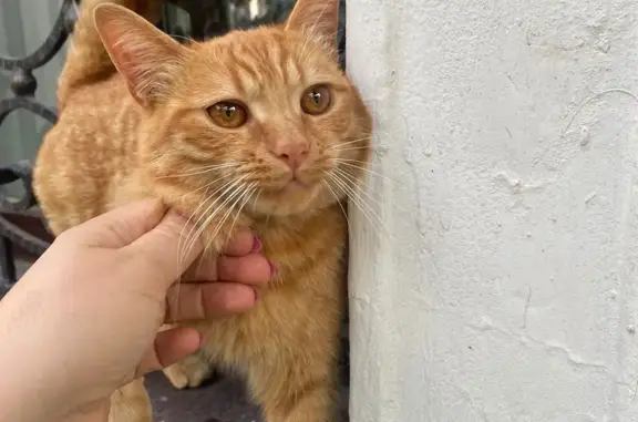 Найдена кошка на ул. Большая Московская, 54, Владимир