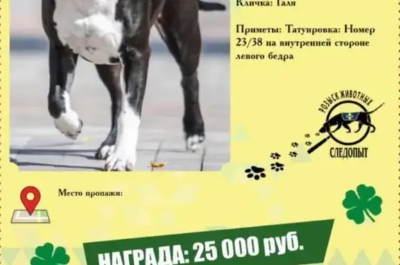 Пропала собака в Дмитрове на Исторической пл., д. 1