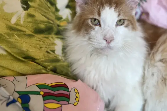 Кошки потеряшки, Санкт-Петербург, фото: Потеряшка кот Майн Кун, Товарищеский пр., 5, СПб