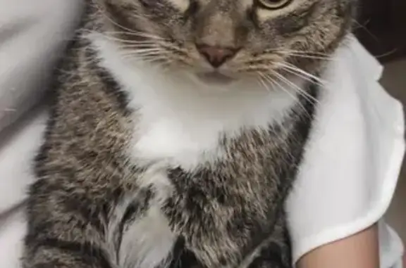 Кошки потеряшки, Москва, фото: Потеряшка кошка: ул. Твардовского, 12к1, Москва