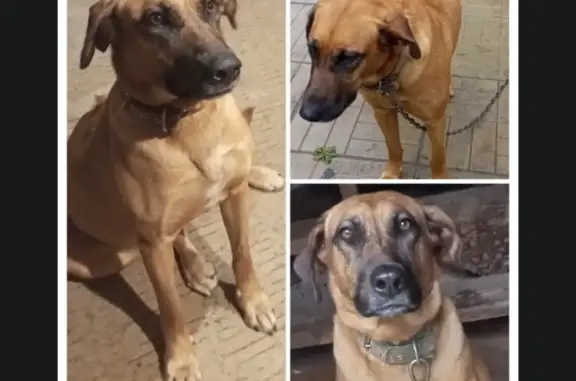 Собаки потеряшки, Быковка Кп, фото: Потеряшка собака Кнопка! Район Булатниково, Быковка