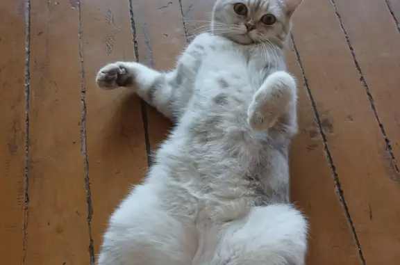 Кошки потеряшки, Киров, фото: Потеряшка кошка. Помогите найти! 89536948877, ул. Сурикова, 30, Киров