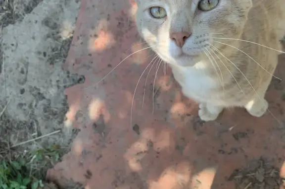 Потерянный худой кот на Пичуге, Волгоградская область