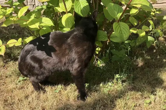 Найден умный и ласковый черно-коричневый кот на Подборненской улице, 21