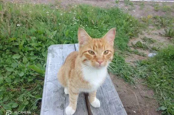Пропала кошка на Стахановской улице, 24