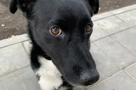 Собака Черно-белый окрас, мальчик, ул. Кобозева, 46, Оренбург