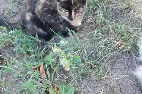 Пропала кошка, адрес: Центрально-Мариупольская ул., 87а, Казань